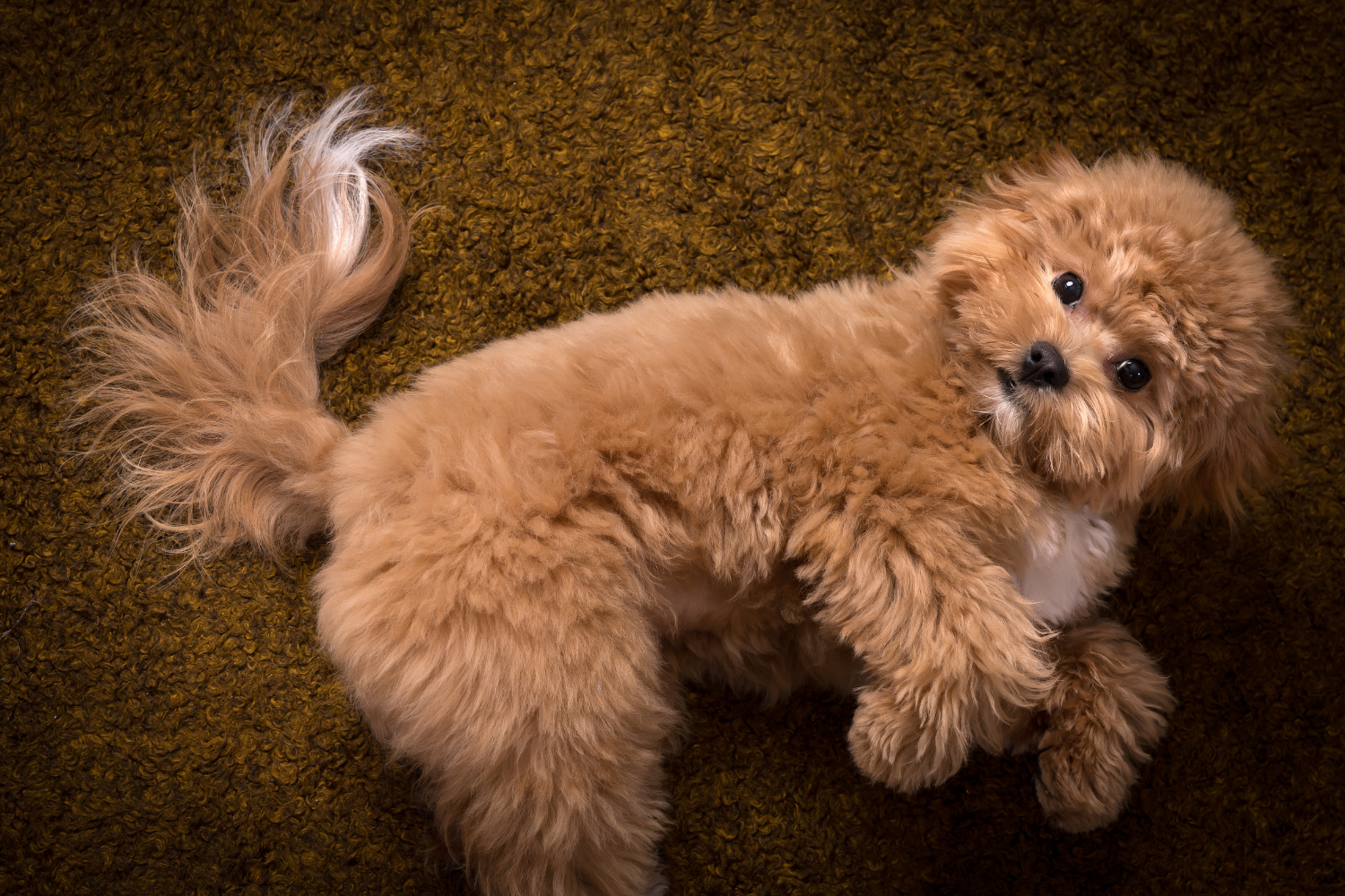 Teacup puppies for sale Teacup puppies for sale near me teacup puppy for sale Teacup puppies near me Affordable Puppies For Sale Puppies For Sale puppies for sale nearby puppies for sale cheap