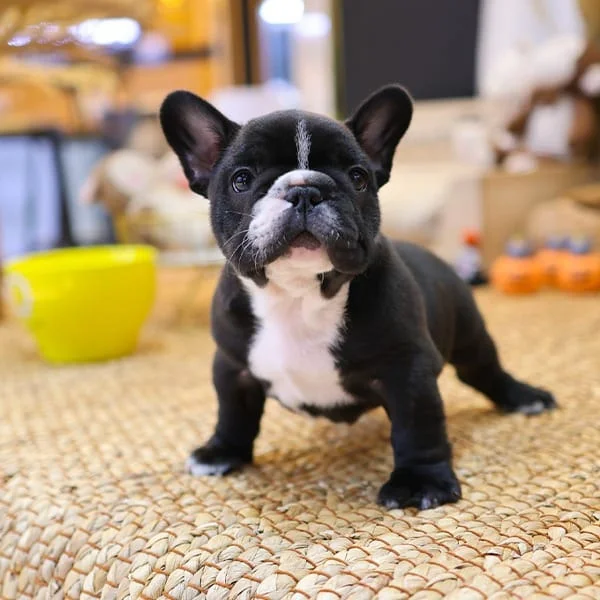 Teacup puppies for sale Teacup puppies for sale near me teacup puppy for sale Teacup puppies near me Affordable Puppies For Sale Puppies For Sale puppies for sale nearby puppies for sale cheap