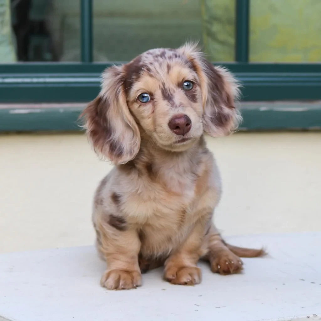 Teacup puppies for sale Teacup puppies for sale near me teacup puppy for sale Teacup puppies near me Affordable Puppies For Sale Puppies For Sale puppies for sale nearby puppies for sale cheap