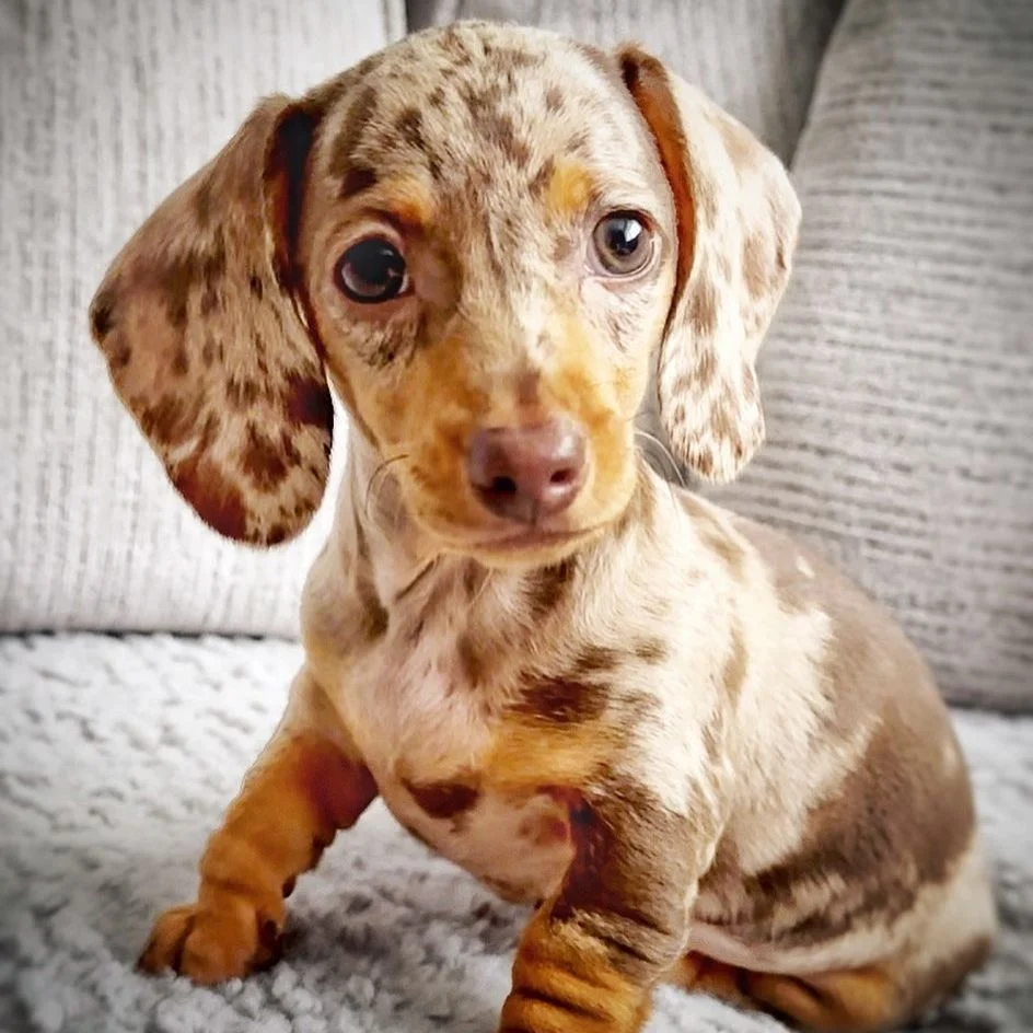 Teacup puppies for sale Teacup puppies for sale near me teacup puppy for sale Teacup puppies near me Affordable Puppies For Sale Puppies For Sale puppies for sale nearby puppies for sale cheap